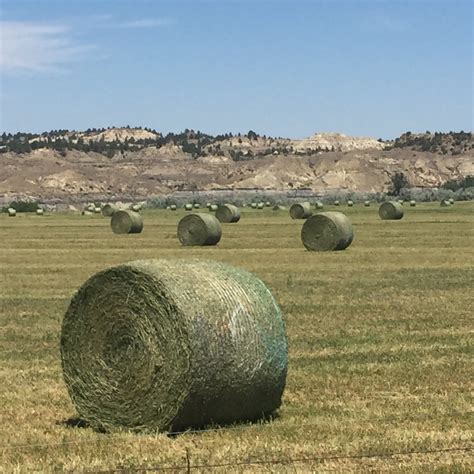 Montana Hay Prices